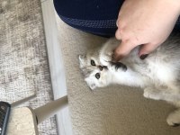 2 aylık safkan british shorthair yavrular