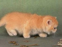 Manken gibi Golden British Shorthair 