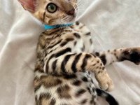 BENGAL KEDİSİ YAVRULARI