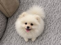 Oyun cambazı pomeranian köpeğim