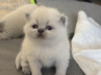 Mavi Gözlü Blue Point British Shorthair Yavrular