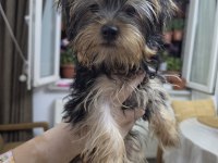 3 aylık safkan yorkshire terrier bebekler
