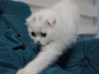 Scottish fold iki aylık mama ve kum eğitimi var