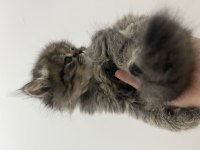 2 aylık british longhair yavru