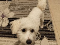 14 Aylık Eğitimli Maltese Terrier Ölü Fiyatta