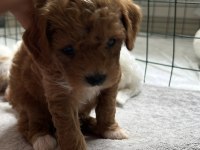 toy poodle