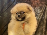 Pomeranian Dişi