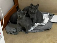 Koca kafa british shorthair bebeklerimiz