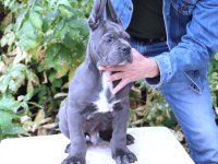 Fcı-Kıf Secereli Safkan Cane Corso Yavrular