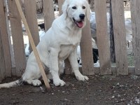 Orjinal Safkan White Golden Retriever