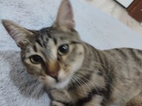 Tekir kedimiz 2 yaşında