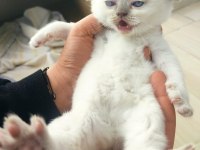 BLUE point scottish fold