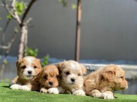 Yasal Ruhsatlı Çiftlikden Maltipoo Yavrularımız