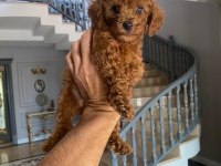 RED BROWN TOY POODLE YAVRULAR