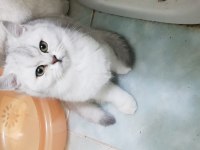 Efsunlatan Şirinlik BELLA Kedimize Acilen Yuva Arıyoruz