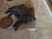 Satılık 5 aylık scottish fold