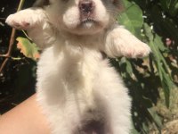Terrier maltese- albino rus finosu melezleri