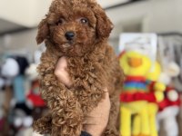 Ankaranın en elit toy poodle yavruları
