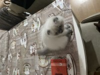 British Shorthair Cinsi Kedimi Sahiplendirmek İstiyorum