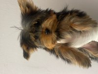 (A) kalite ırk güzeli yorkshire terrier