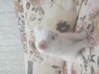 Orjinal şecereli british shorthair