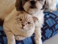 Irkım shih tzu çok uslu bir kızım