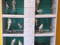Toplu Yada Tek Tek Verilecek Çift Ve Yavru Sultan Papağanlar