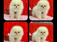 Orjinal Pomeranian Boo Yavrularımız