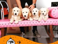 Golden Retriever Baby Face Safkan