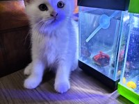 Dişi ve Erkek British Shorthair Yavrular Yer Isparta Merkez
