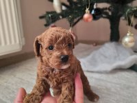 Safkan Toy Poodle Erkek Yavru Sevecen, Zeki ve Oyncu Dost