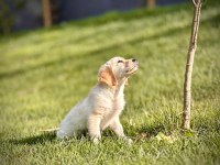 Baby Face Golden Retriever Bebeklerimiz