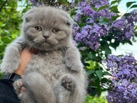 Scottish Fold Yavrularımız