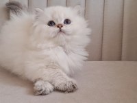 Silver point british longhair dişi ve erkek kardeşler