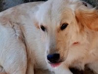 Golden 8 aylık