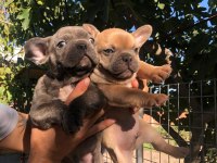 French bulldog bebeklerimiz yeni yuvalarını arıyor