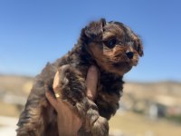 Petmode Köpek Çifrtliğinden Tea Cup Morkie