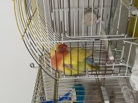 Damızlık yumurta veren dişi sevda papağanı