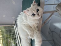 British Longhair Silver Point Mavi Göz