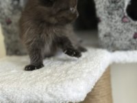 Secereli annenin dişi ve erkek yavruları british longhair