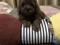 Toy Poodle Köpeğimiz