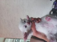 1,5 aylık siyam albino hem nadir hem genetik olarak nadir