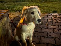 3 Aylık Dişi Golden Retriever