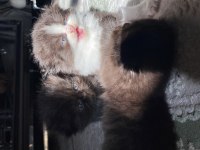 British longhair british shorthair yavru kediler