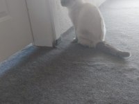 Scottish fold kedimiz hera
