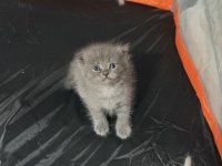 Minik scottish fold yavrulara yeni yuva