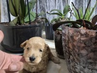 Maltipoo yavrularımız