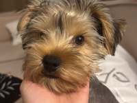 5 Aylık Teacup Yorkshire Terrier Erkek Yavru