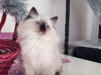 Orijinal Ragdoll Bebekleri