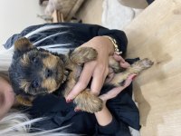 Teacup yorkshire terrier yavrular